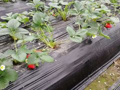 -胜丰草莓采摘园