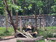 -都江堰中华大熊猫苑
