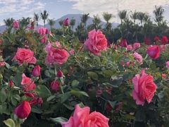 -亚龙湾国际玫瑰谷