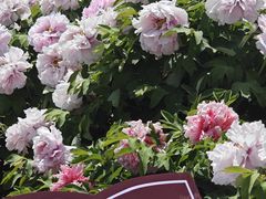 -曹州百花园