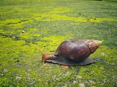 -南宁良凤江国家森林公园