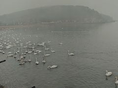-烟墩角天鹅湖