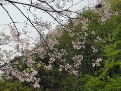 -王顺山国家森林公园