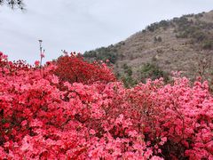 -木兰云雾山