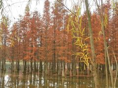 -白鹭湾湿地公园