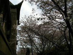 -武汉大学-樱园