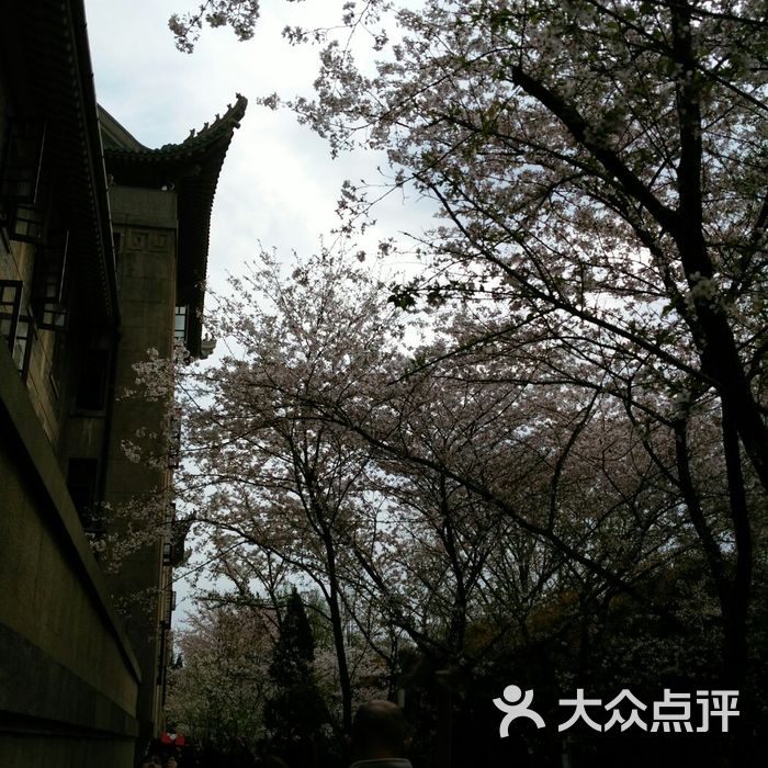 武汉大学樱园博士宿舍楼图片-北京其他景点-大众点评网