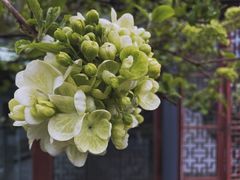 -苏州园林博物馆