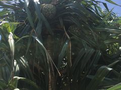 -三亚亚龙湾金棕榈度假酒店