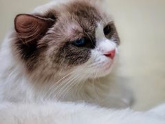 -藏猫猫咖啡主题馆(中央大道店)