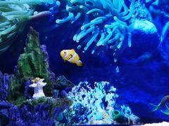 -芜湖新华联大白鲸海洋公园