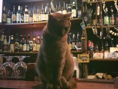 -7座啤酒館