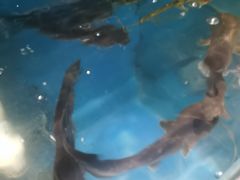 -鸿兴楼酒家嘉山路店