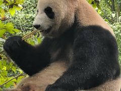 -都江堰中华大熊猫苑