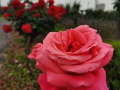 -菊园百果园