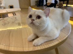-猫腻·猫咖·撸猫馆(星光大道店)