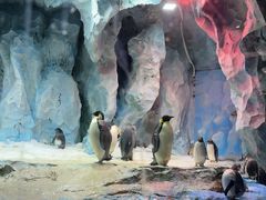 -帝企鹅自助餐厅•儿童岛•真企鹅(长隆企鹅酒店)