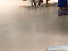 -伟伟宠物医院·瑞派猫友好医院·猫科(光谷店)
