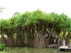 -中国科学院西双版纳热带植物园