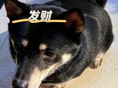 -萌喵宠狗爱心宠咖