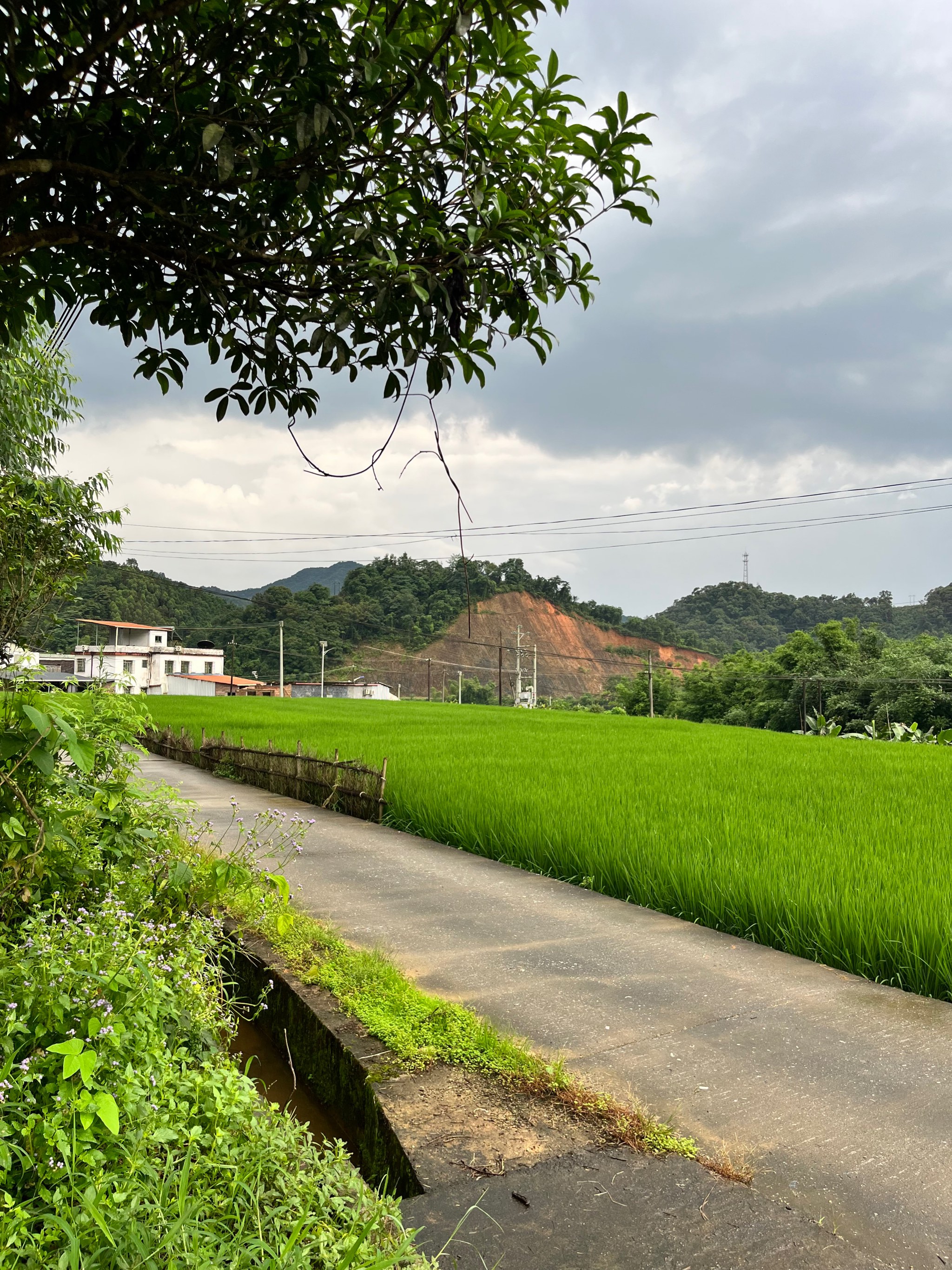 村里小路图片