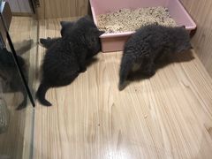 -屋虎猫馆(宝安大仟里店)