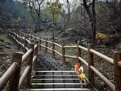 -白水寺森林公园