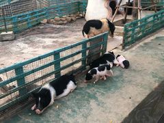 -灵玲国际马戏城
