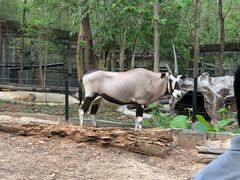 -清迈夜间动物园