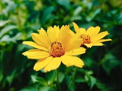 -国家植物园南园