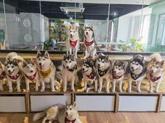 -Husky Go! 哈士奇体验馆·宠物咖啡厅狗咖