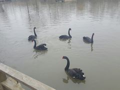 -溱湖国家湿地公园