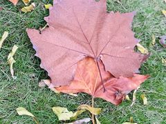 -重庆市江北嘴中央商务区中央公园