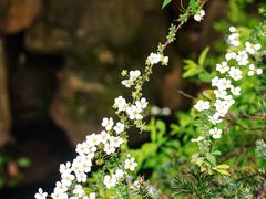 -中国茶叶博物馆(双峰馆区)