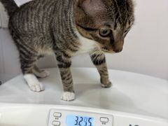 -博特宠物医院24h犬猫全科.骨科·异宠