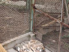 -青藏高原野生动物园