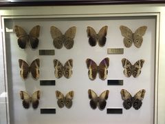 -上海昆虫博物馆