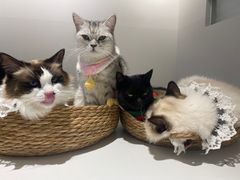 -怪兽屋·羊驼·猫咖·狗咖(俊华广场店)