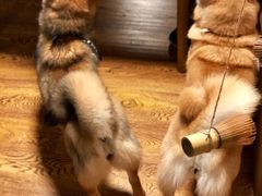 -柴务处·柴犬主题狗咖