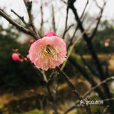 老天爷在春节几天给了几个晴天还是算蛮好的了