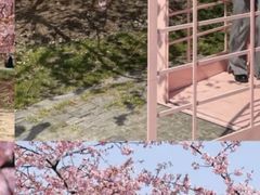 -顾村公园