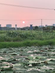 -水八仙生态园