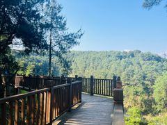 -铁山坪森林公园