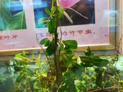 -上海昆虫博物馆