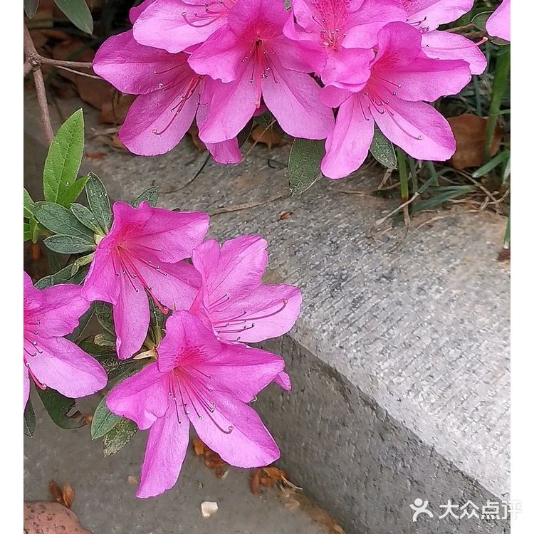金陵花事||大行宫市民广场.杜鹃花