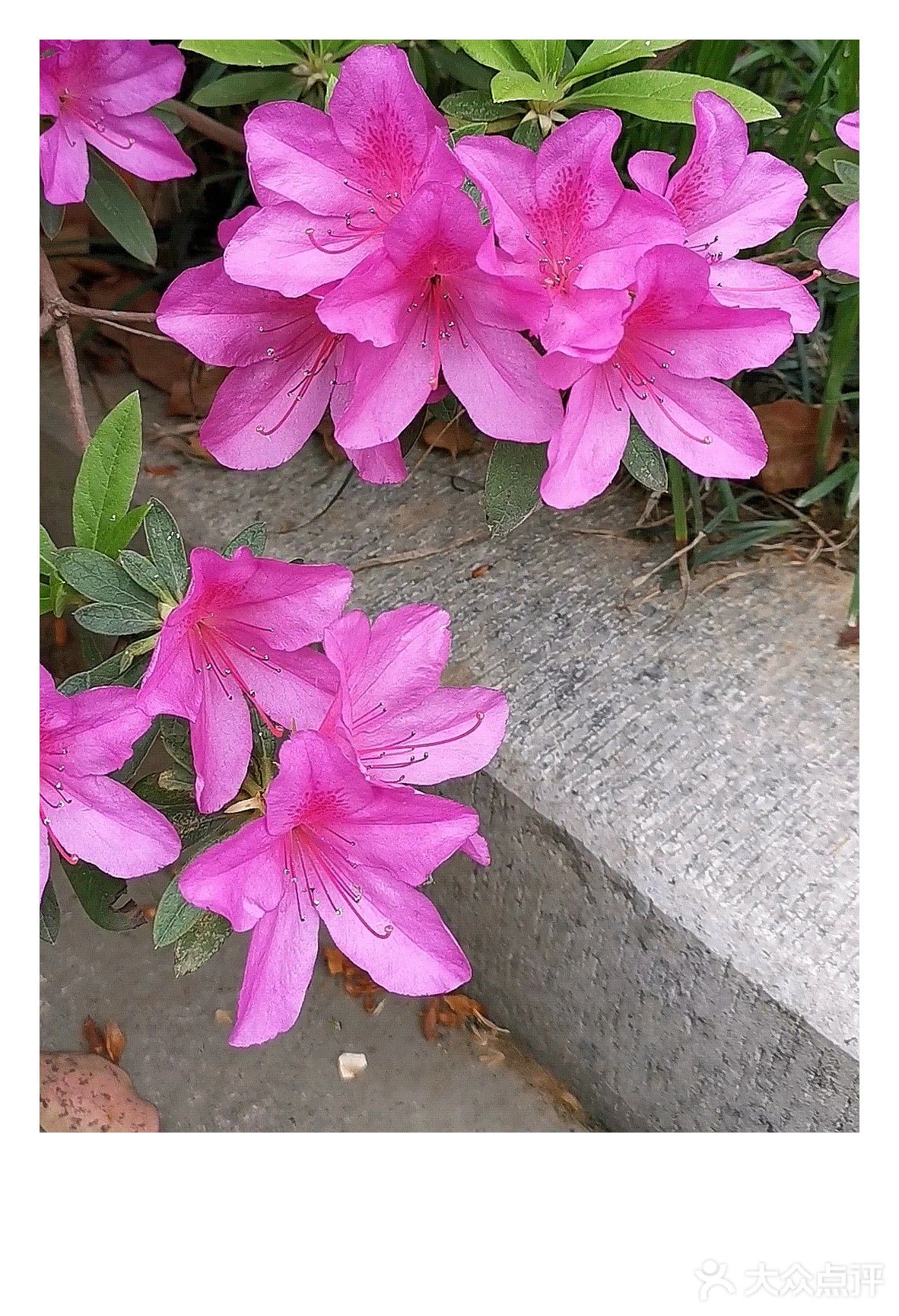 金陵花事||大行宫市民广场.杜鹃花