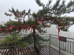 -六里坪国家森林公园