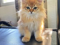 -萌兽医馆·犬猫专科·眼科中心·宠物医院(朝阳门分院)