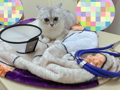 -瑞派康怡24h宠物医院·犬猫医疗中心·微创绝育(瑞景分院)
