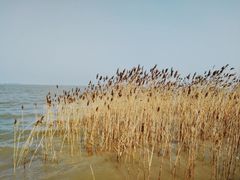 -上海吴淞炮台湾国家湿地公园